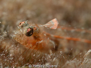 Red Banner Blenny (Emblemariopsis ramirezi) by Henley Spiers 